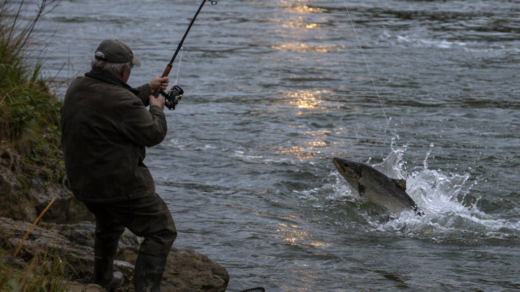 Salmón saltando en el Bidasoa: pescador en acción durante la veda 2026 — IBERPESCA